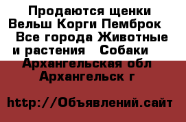 Продаются щенки Вельш Корги Пемброк  - Все города Животные и растения » Собаки   . Архангельская обл.,Архангельск г.